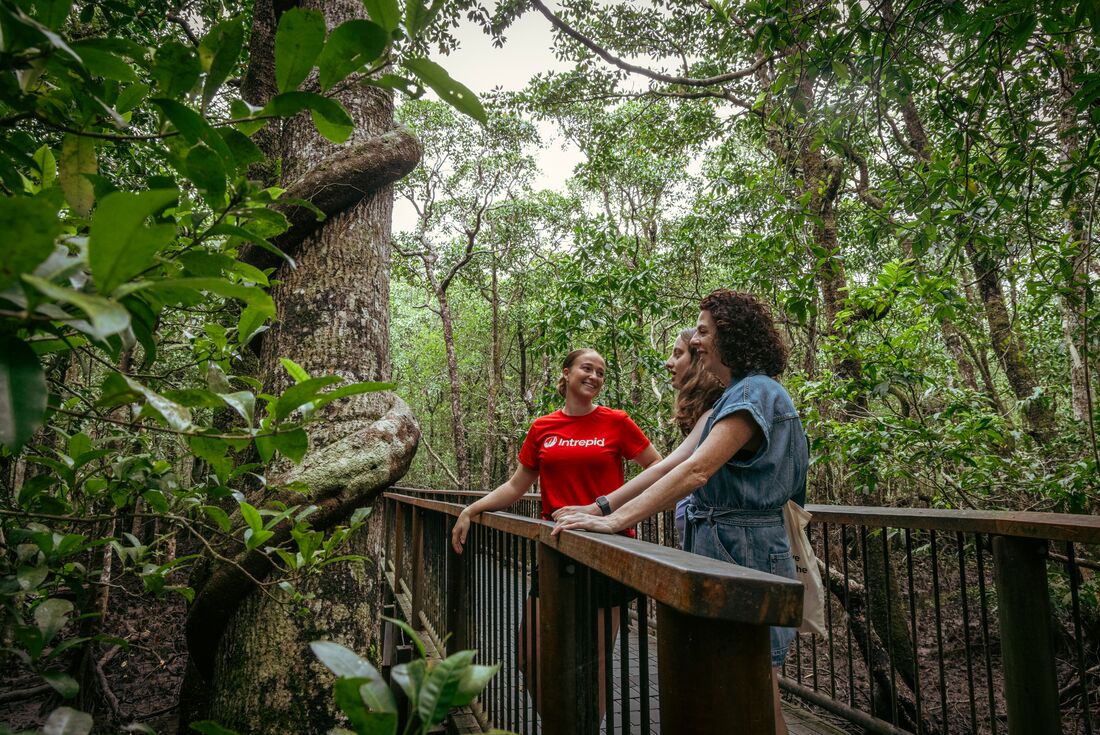 tourhub | Intrepid Travel | Find your Light: Daintree & Cape Tribulation Adventure 