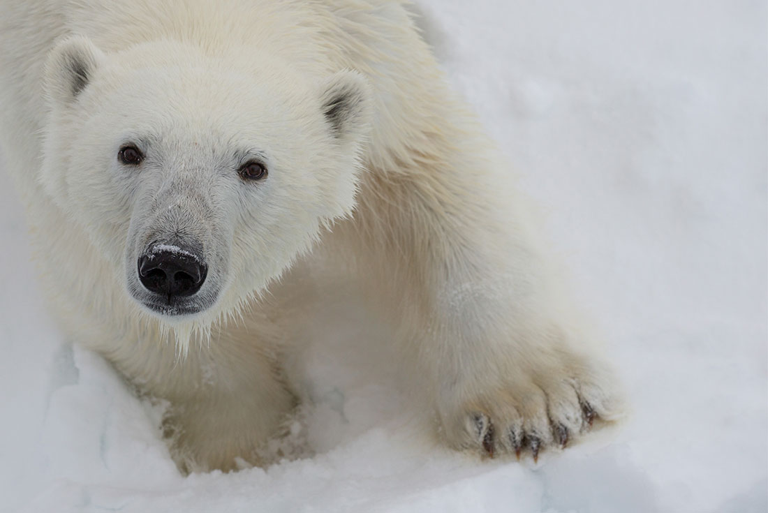 tourhub | Intrepid Travel | Spitsbergen Circumnavigation: A Rite of Passage 