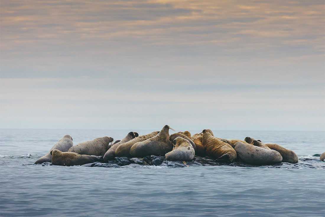 tourhub | Intrepid Travel | Spitsbergen Circumnavigation: A Rite of Passage 