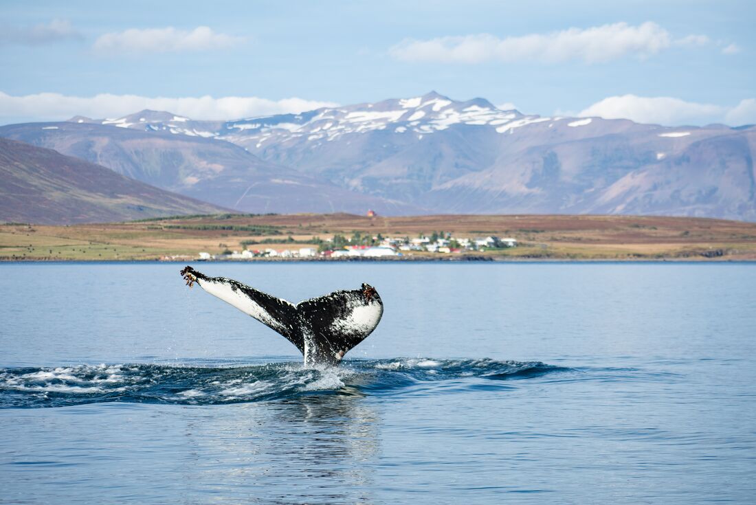 tourhub | Intrepid Travel | Iceland Circumnavigation (Ultramarine)  