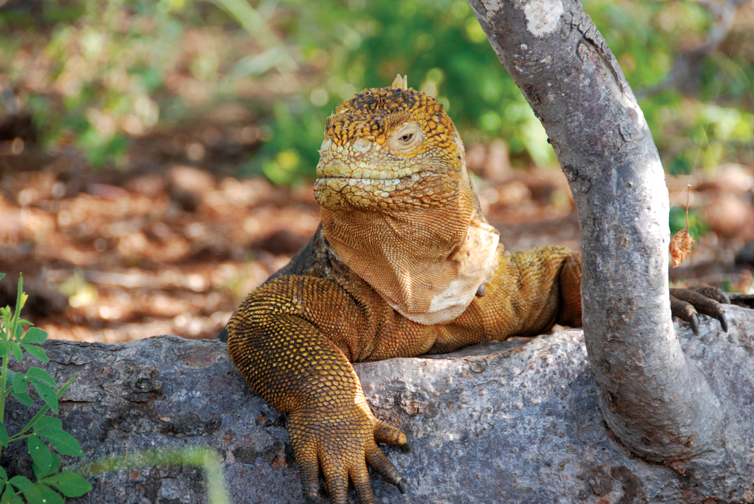 tourhub | Intrepid Travel | Galapagos Cruise & Peru in Depth (Grand Queen Beatriz) 