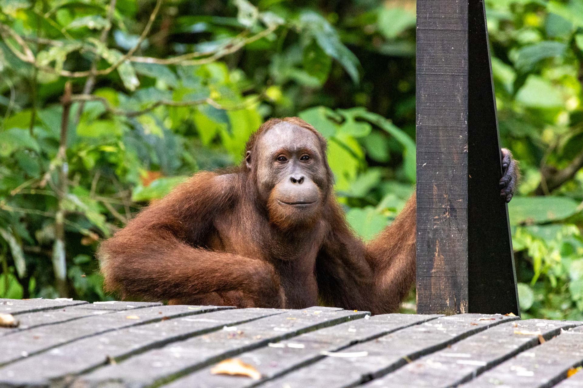 Borneo Family Holiday