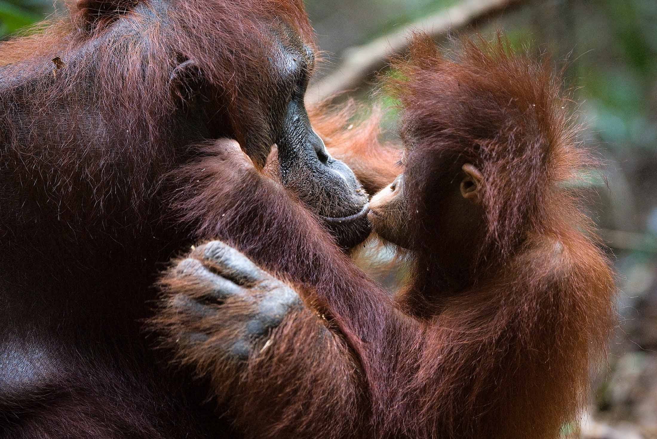 Premium Borneo in Depth