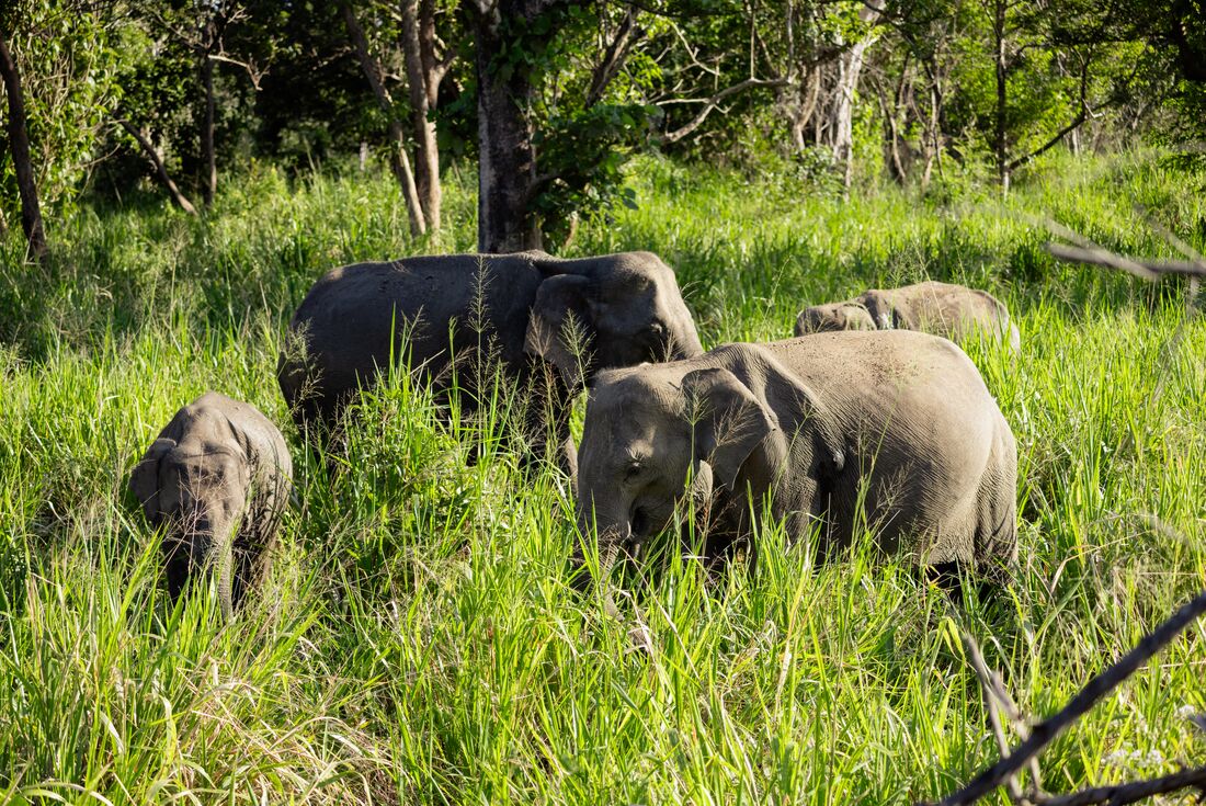Sri Lanka Family Holiday