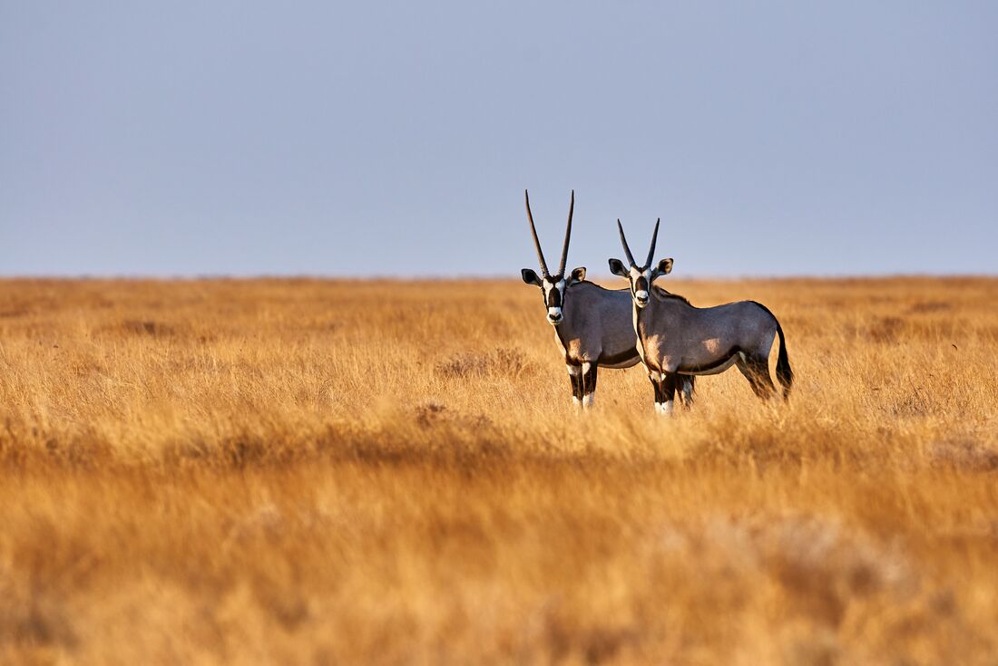 Namibia Discovery