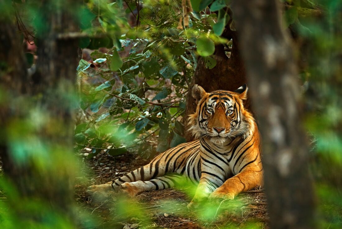North India Highlights