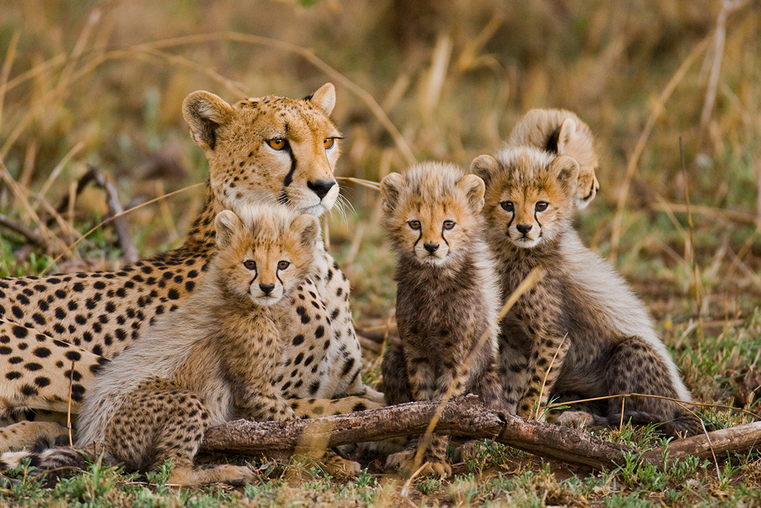 Essential African Safari