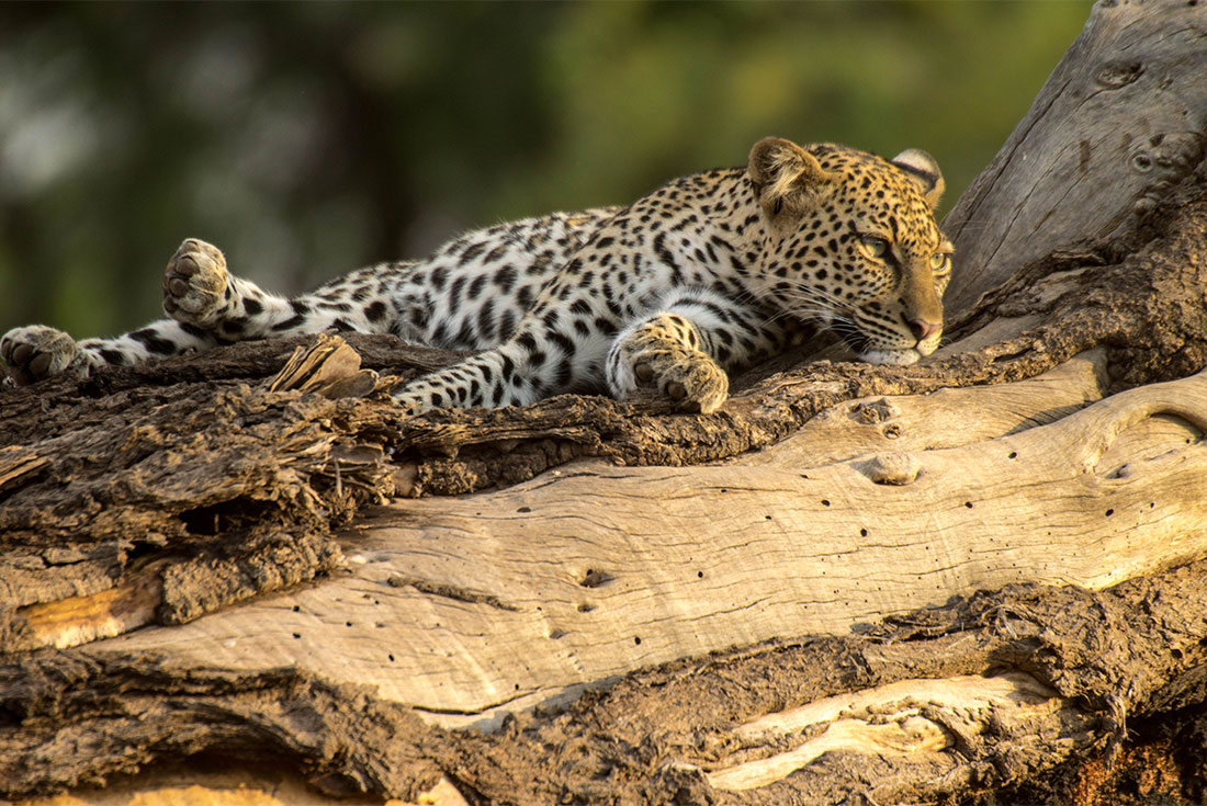 Essential African Safari