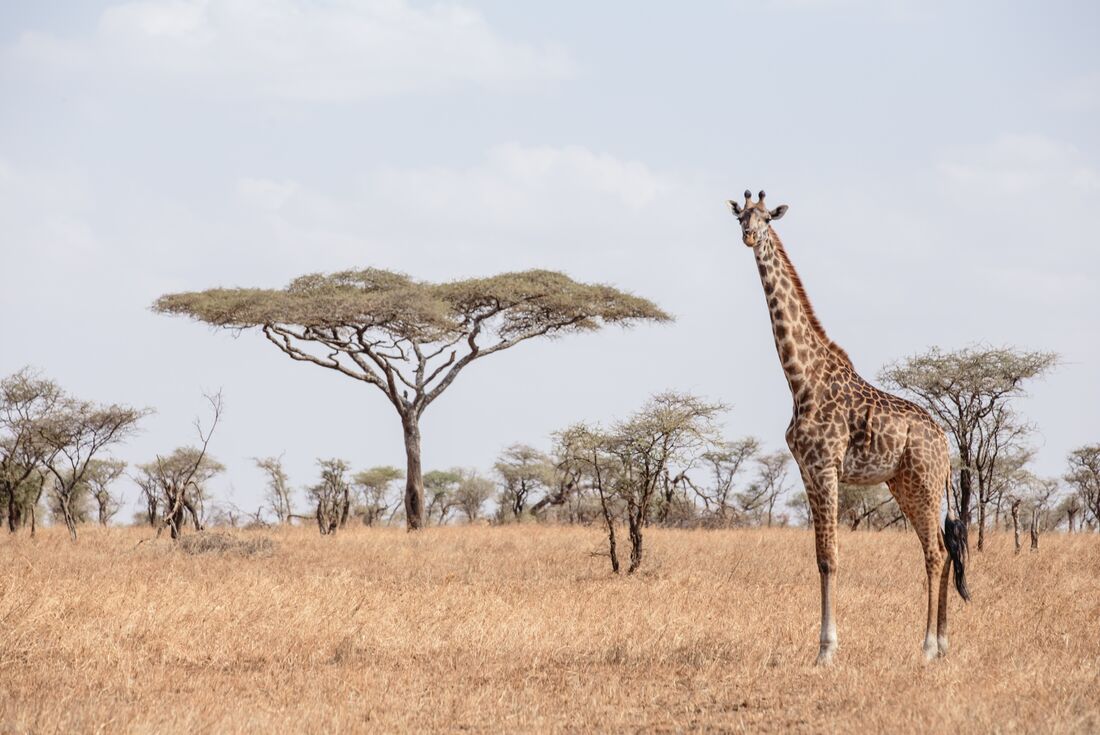 Tanzania Family Safari