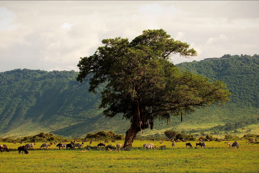 Tanzania Family Safari