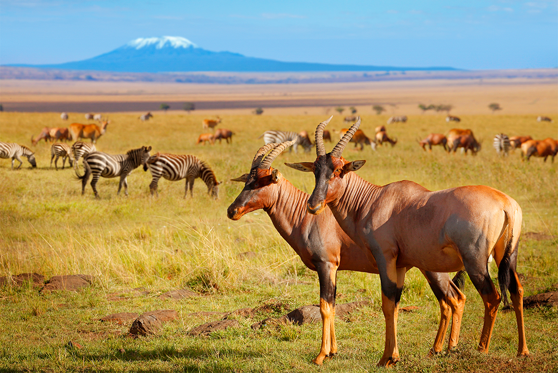 Serengeti Trail