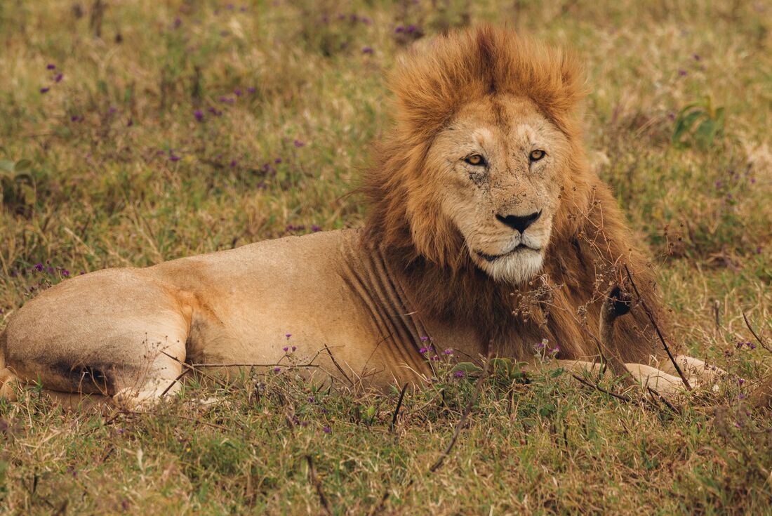 East Africa Highlights