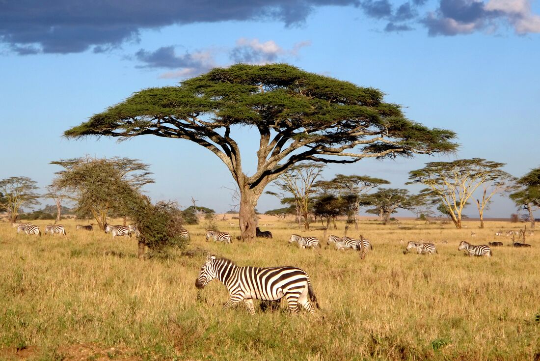 Nairobi to Stone Town