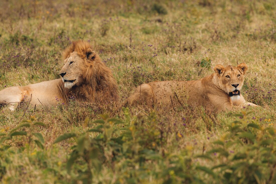 Stone Town to Nairobi