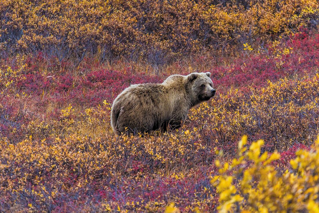 Best of Alaska