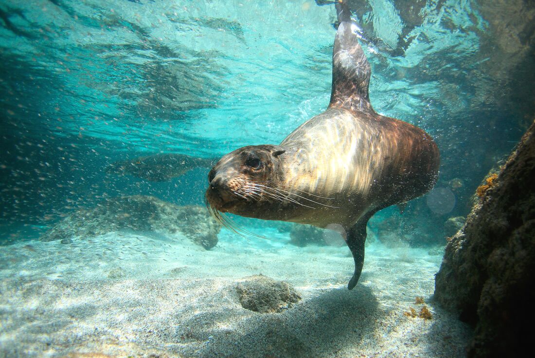 Ecuador Amazon & Galapagos Family Holiday