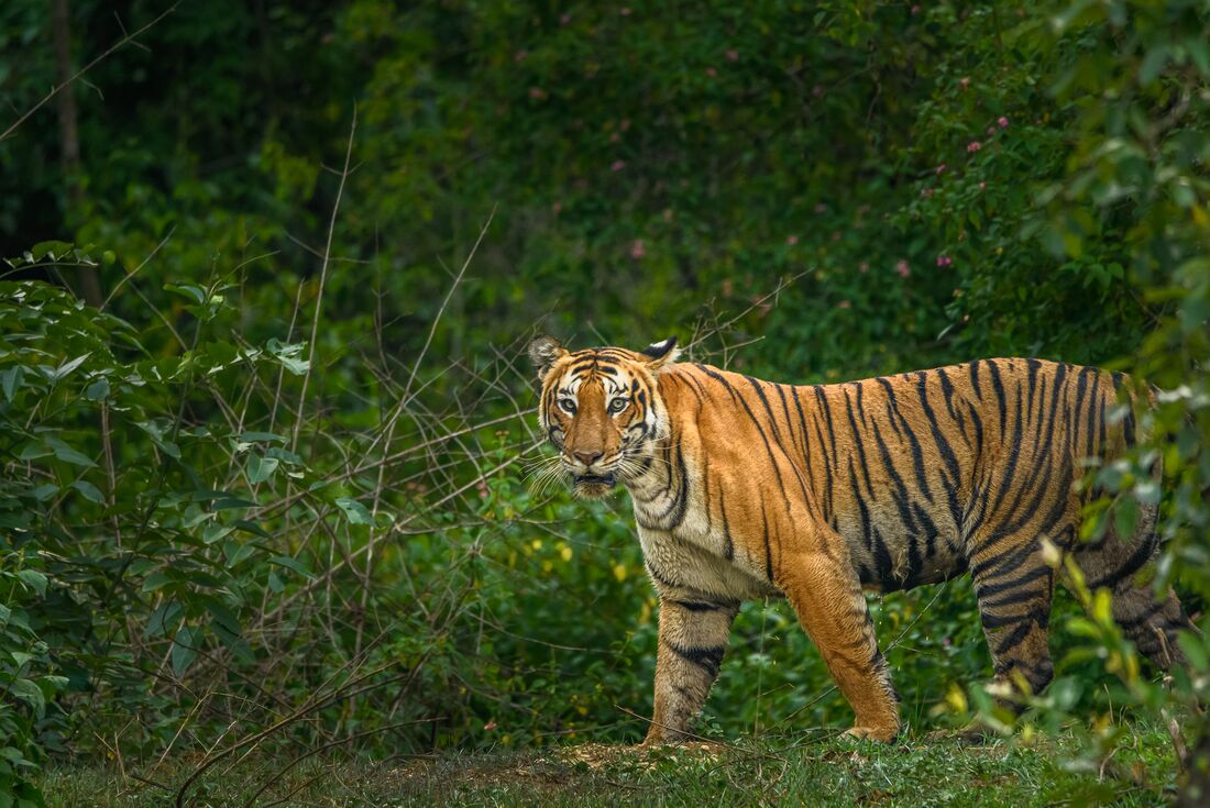 Southern India
