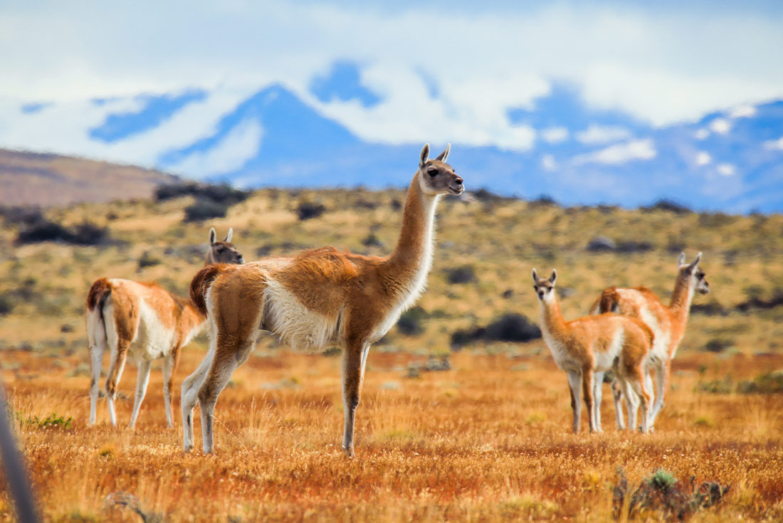 Premium Patagonia