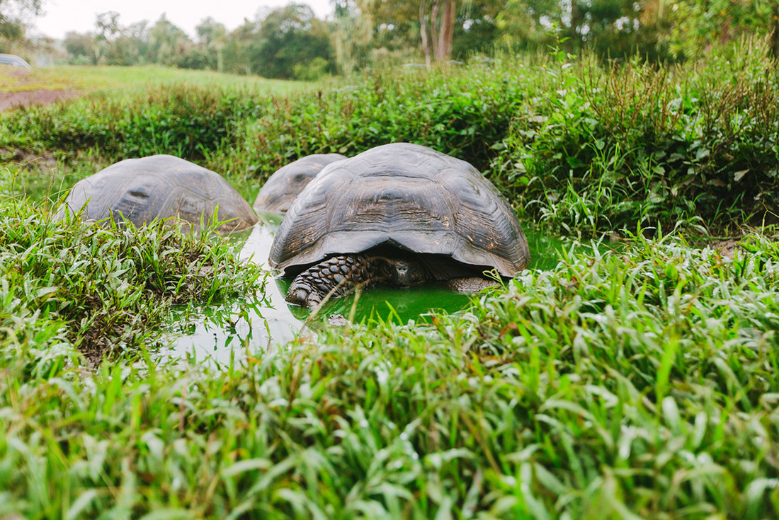 Galapagos & Peru Adventure