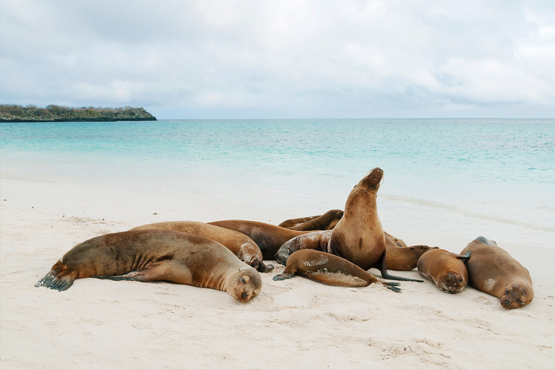 Galapagos & Peru Adventure