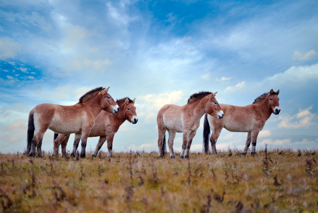 Trans-Mongolian Railway Adventure