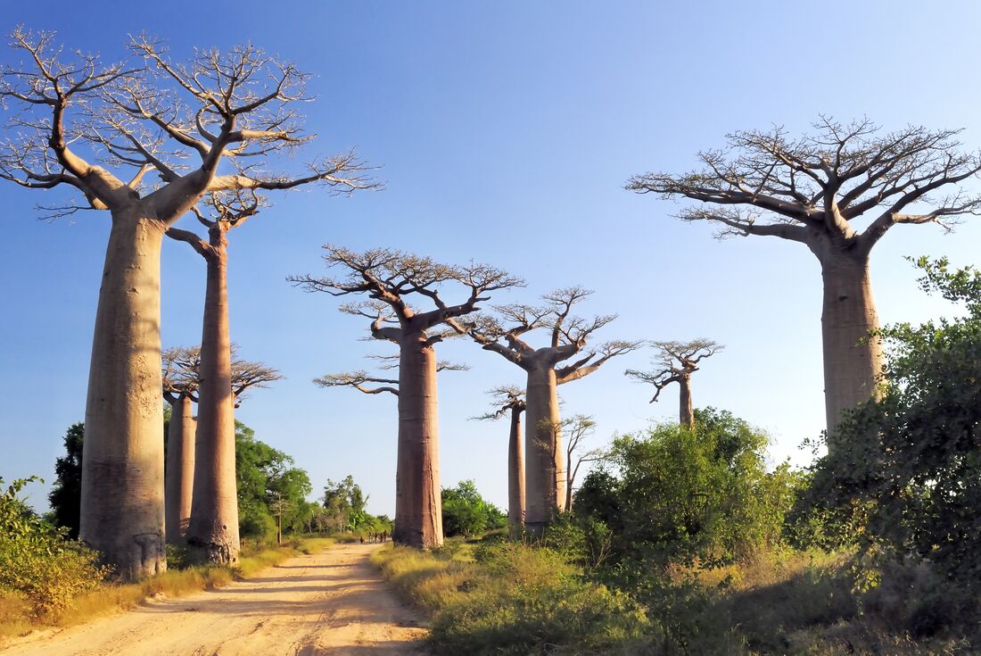 Madagascar Baobabs & Beyond