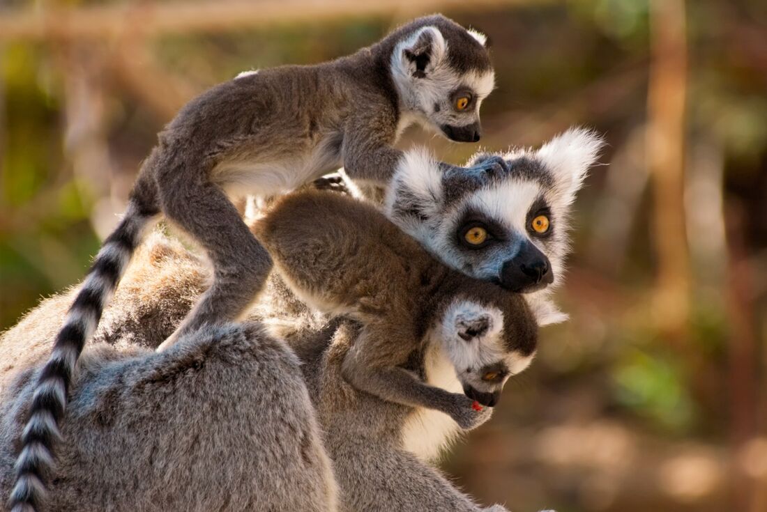 Madagascar Baobabs & Beyond
