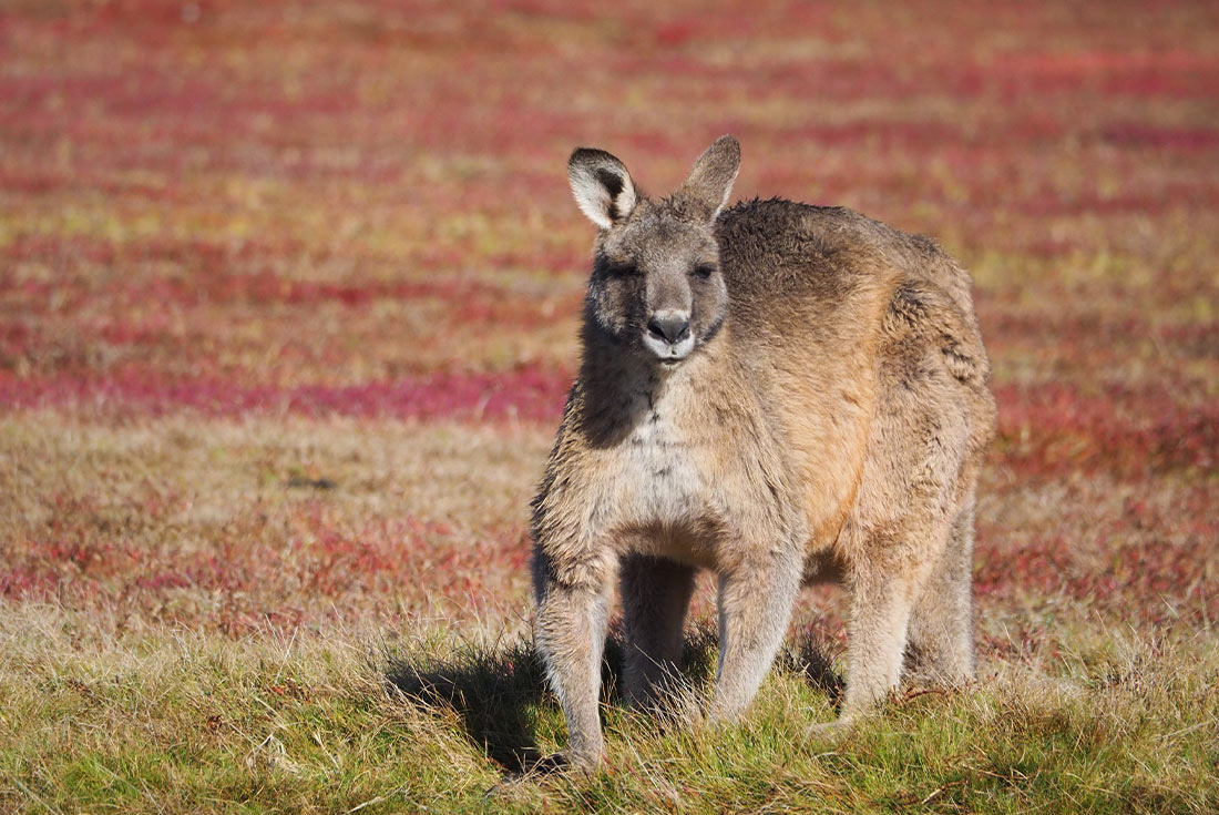 Best of Tasmania's Tarkine & Cradle Mountain