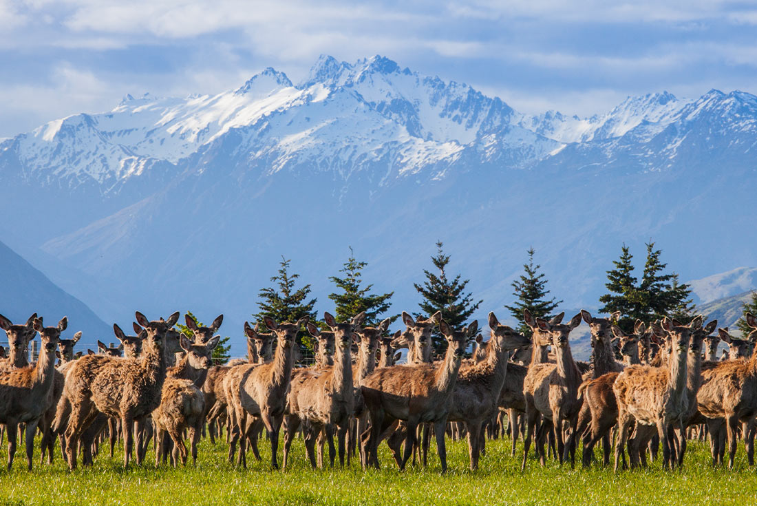 Premium New Zealand South Island