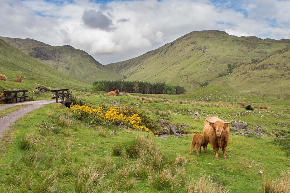 Premium Scotland
