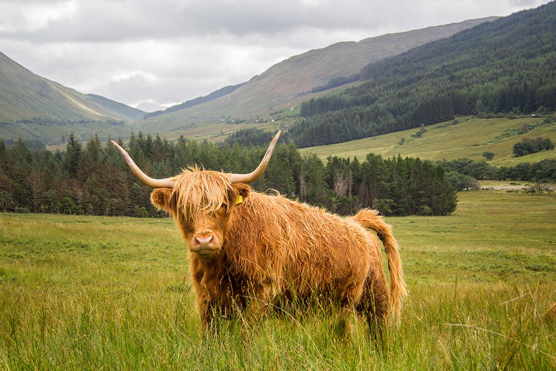 Classic Walks of Scotland