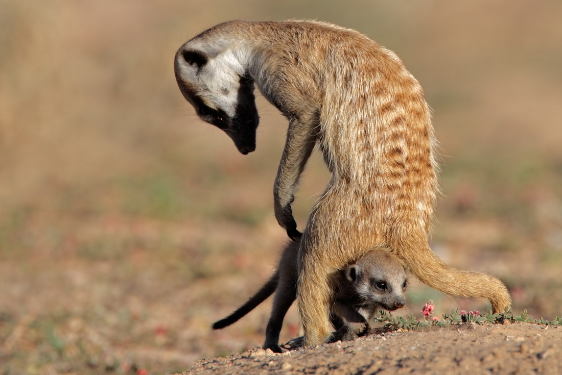 Premium Southern Africa in Depth
