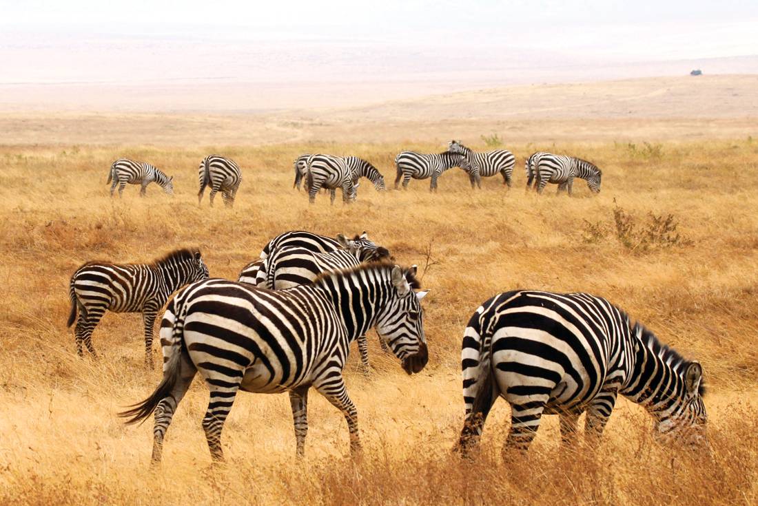 Zanzibar to Nairobi