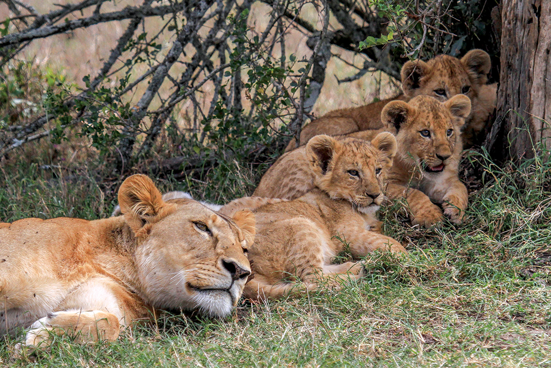 Kenya and Tanzania Family Safari
