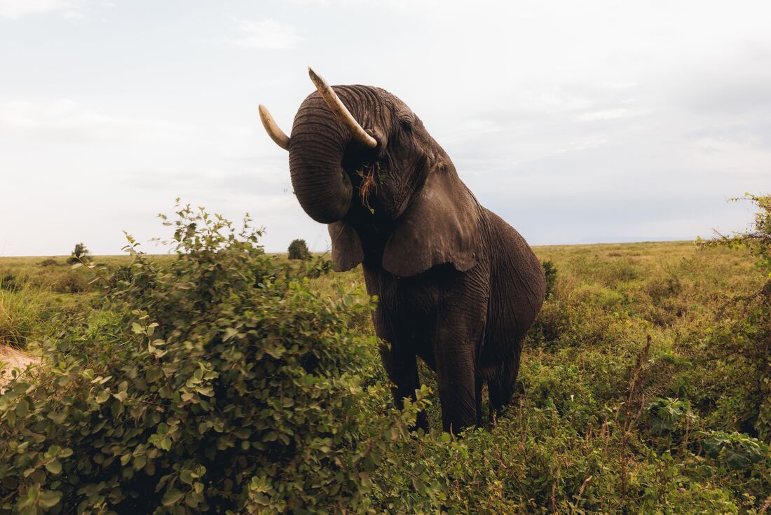 Gorillas, Game Parks & Beaches