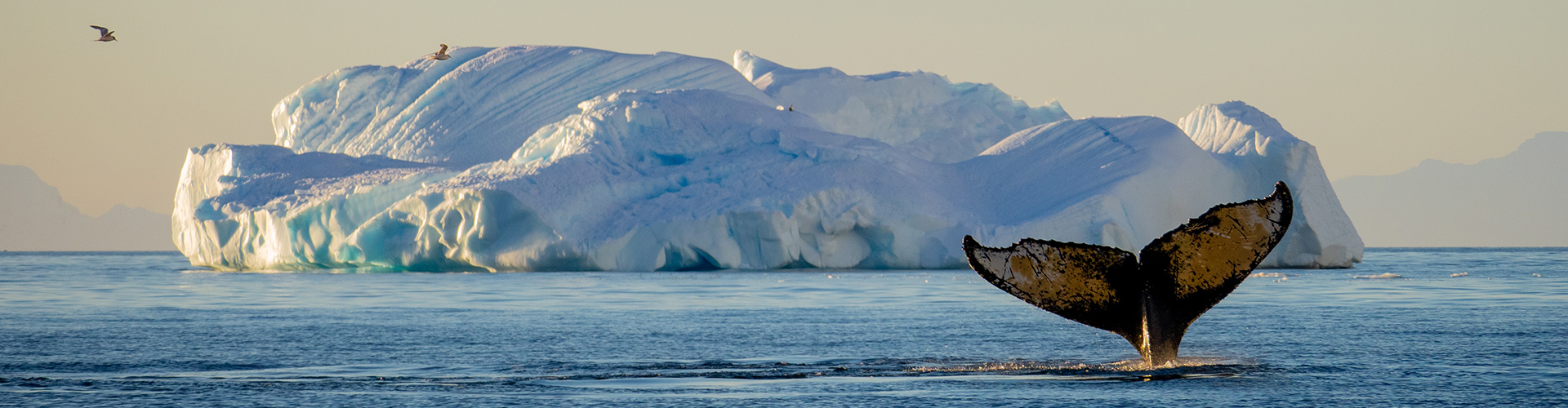 Antarctic Peninsula: The Classic Voyage (Ocean Albatros) trip photo