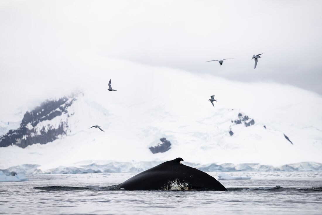 Antarctic Peninsula: The Classic Voyage (Ocean Albatros)