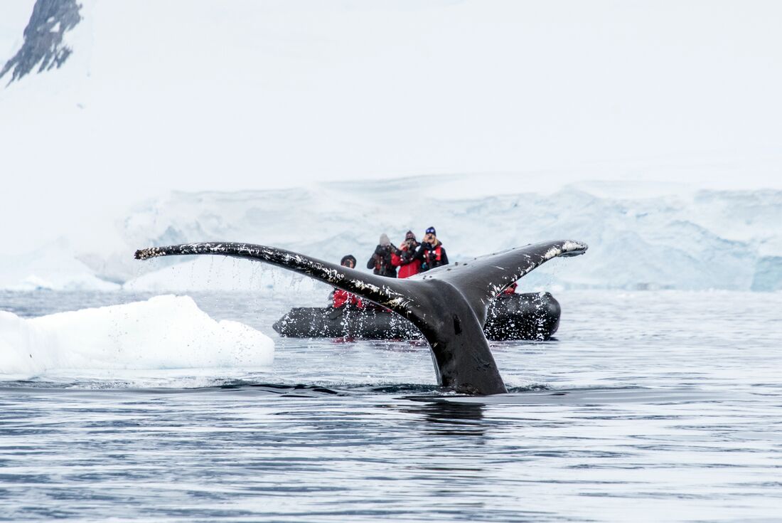 Antarctic Peninsula: The Classic Voyage (Ocean Albatros)