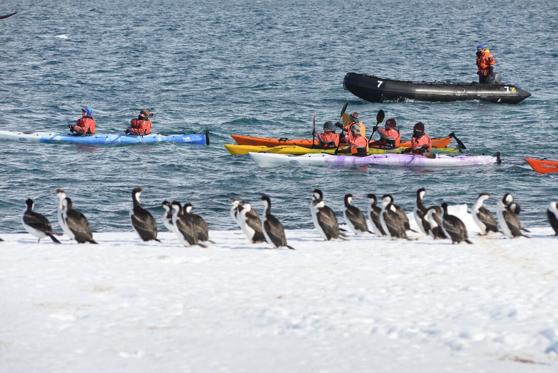 Antarctic Peninsula: The Classic Voyage (Ocean Albatros)