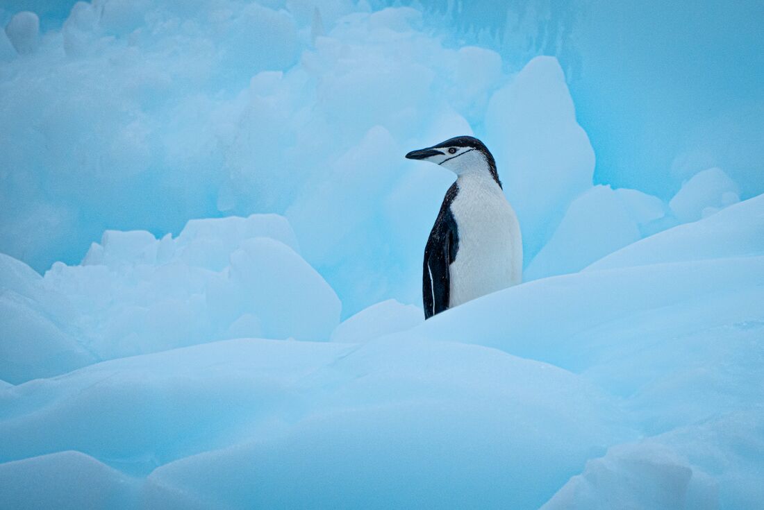 Celebrating New Year's in Antarctica (Ocean Albatros)