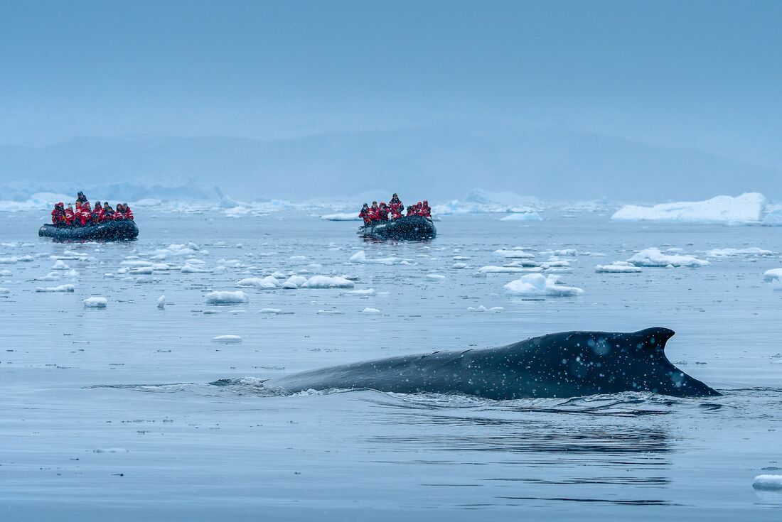 Celebrating New Year's in Antarctica (Ocean Albatros)