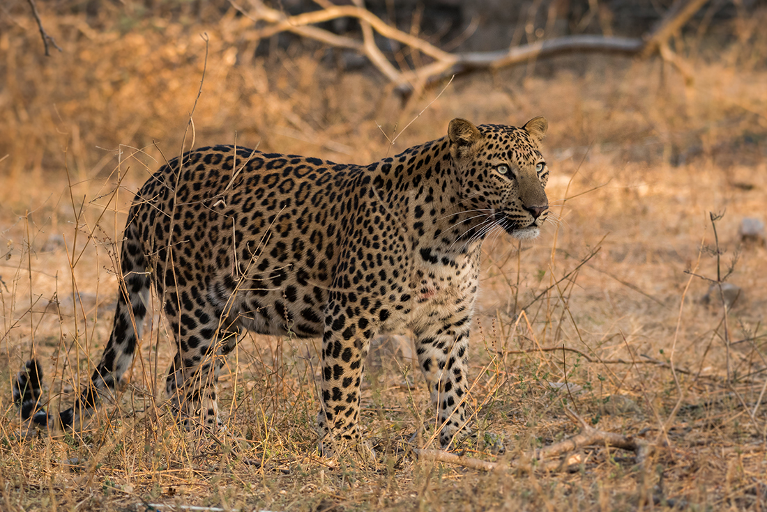 India Safari