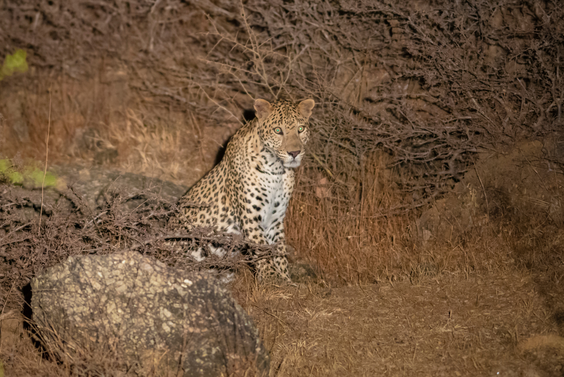 India Safari