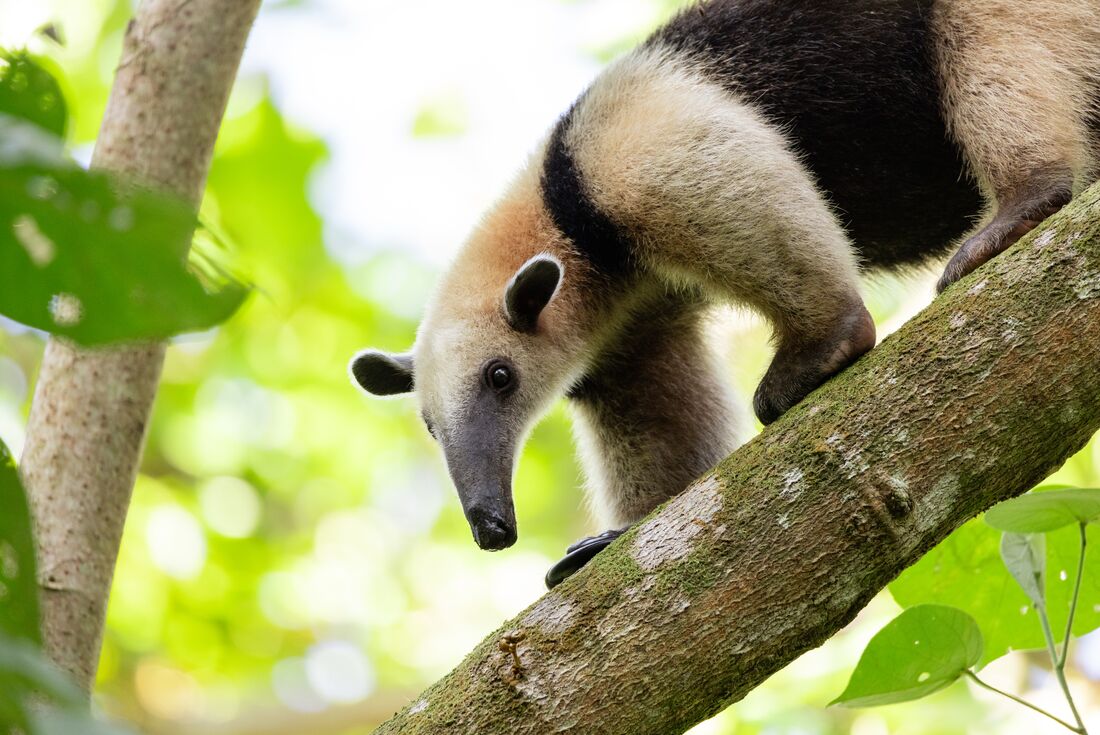 Best of Costa Rica Family Holiday