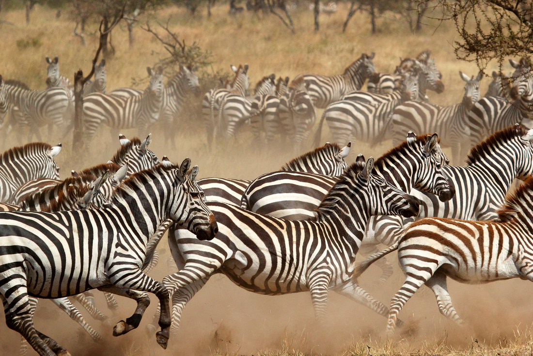 East Africa Family Safari Comfort