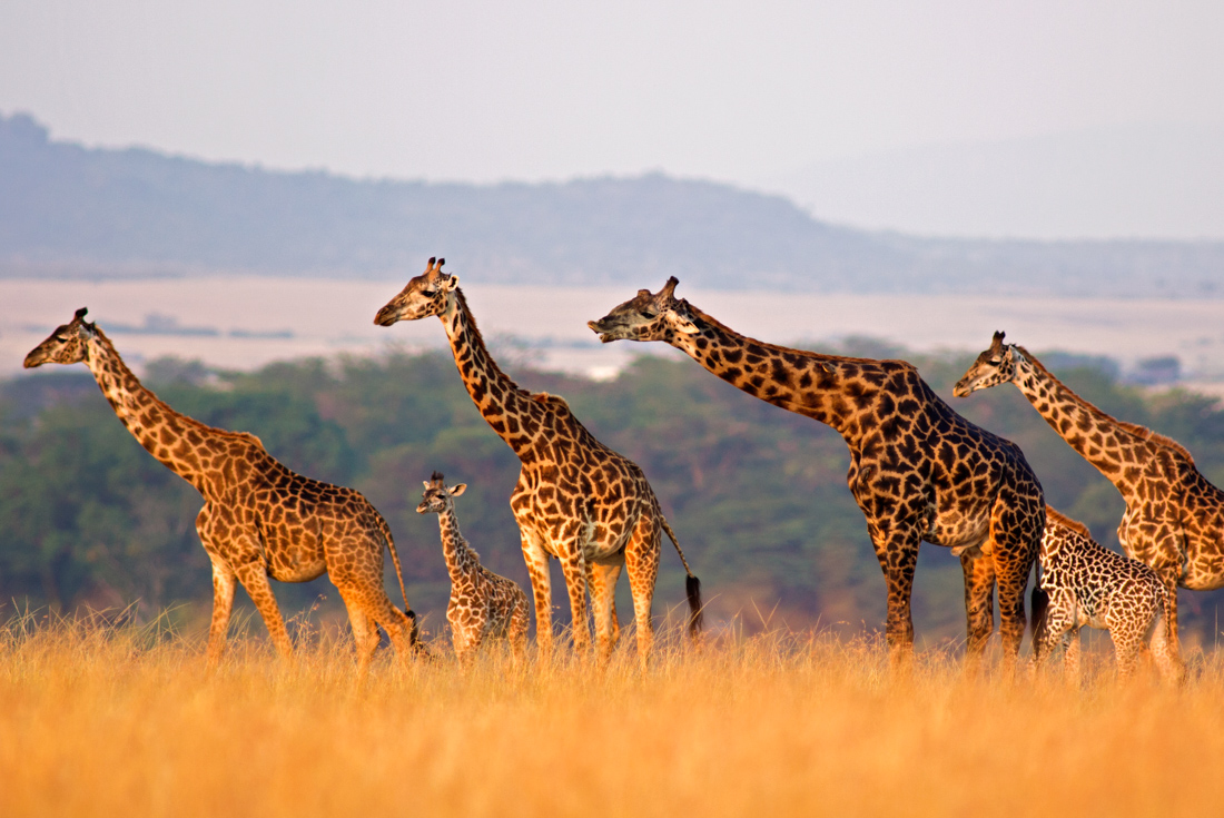Classic East Africa
