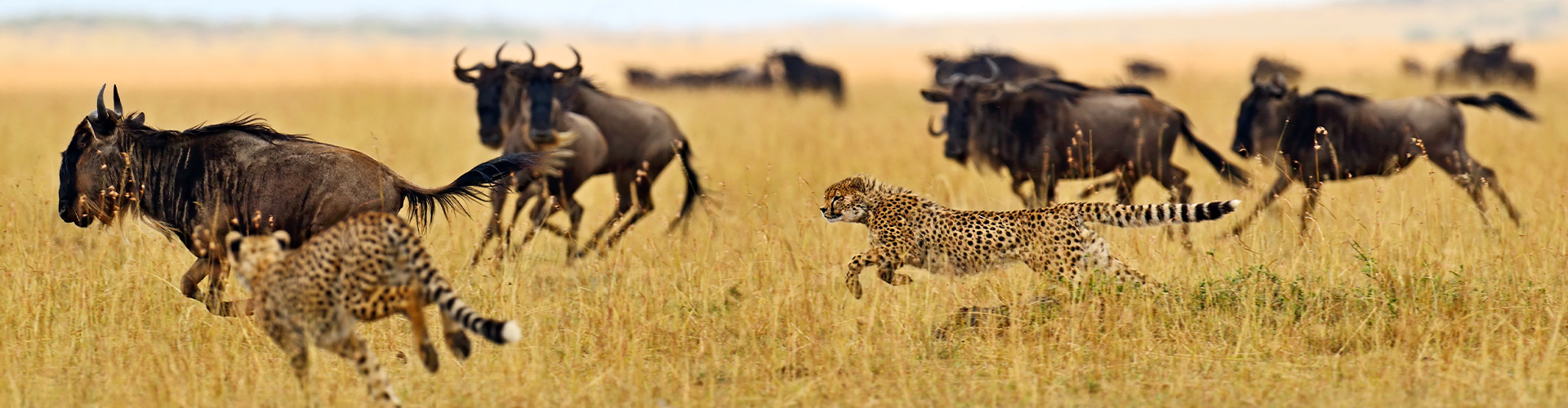 Kenya Wildlife Safari