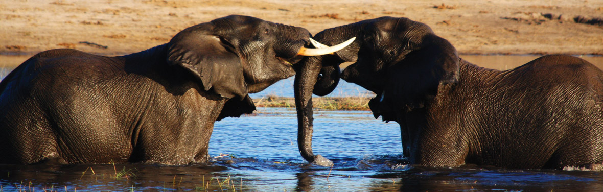 Vic Falls to Cape Town