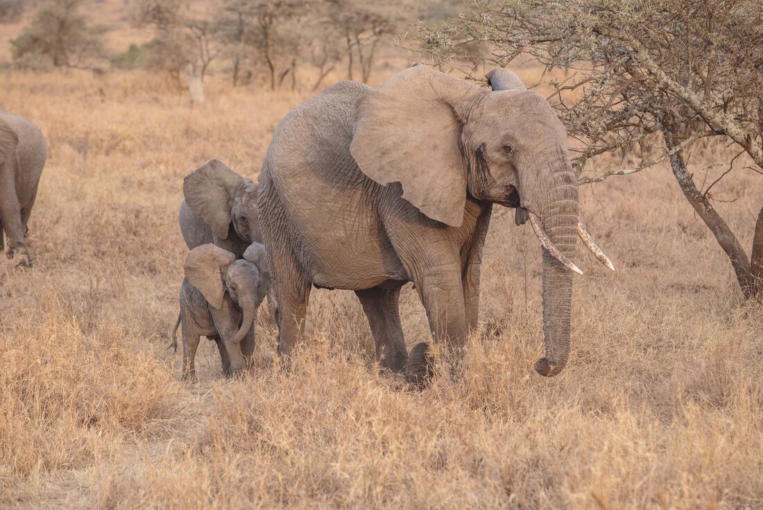 Tanzania Family Safari