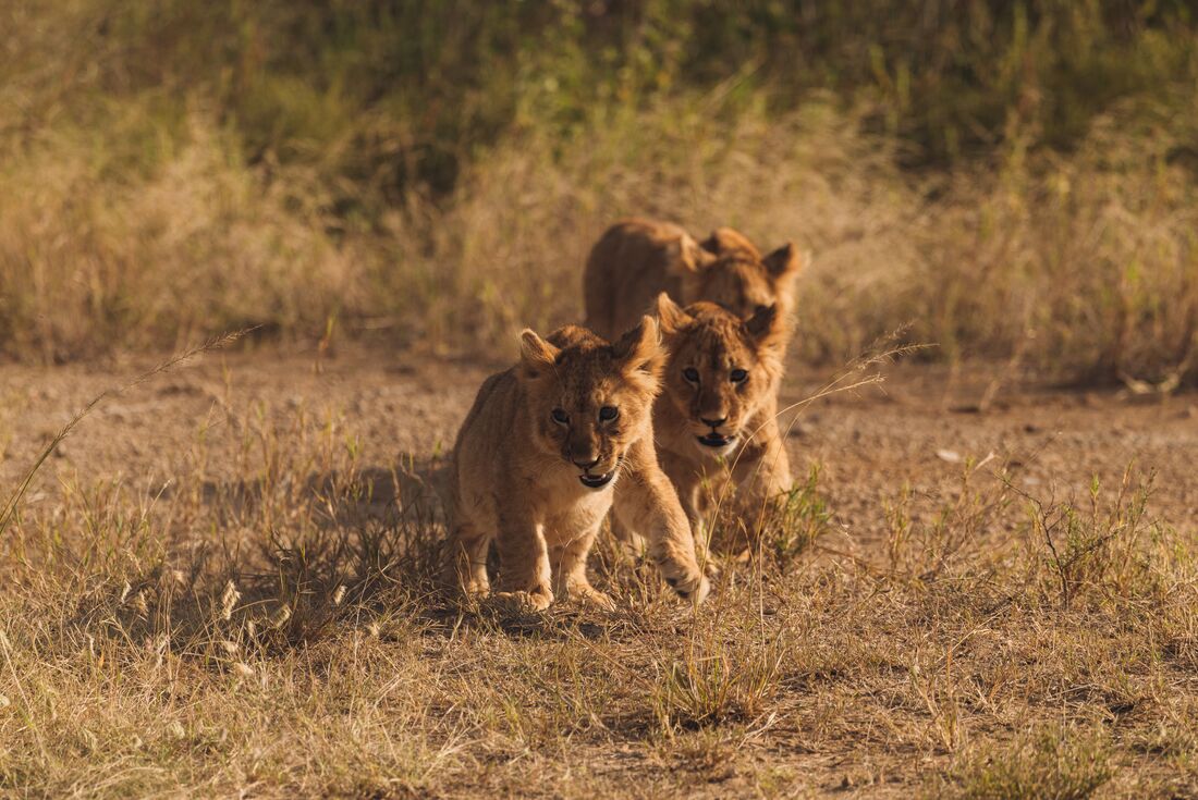 Tanzania Family Safari